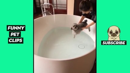Tik Tok Pets  Funny Cute Animals #50