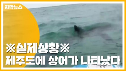 [자막뉴스] 제주 함덕해수욕장에 상어가 나타났다 / YTN