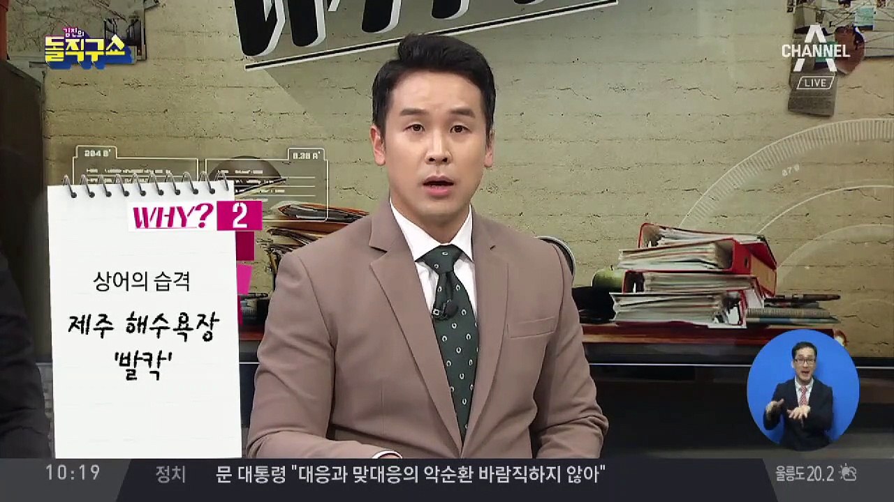 “상어가 나타났다” 제주 해수욕장 긴급 대피
