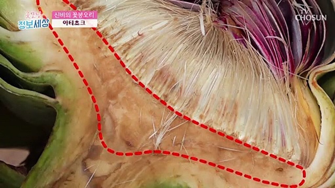 칼로리↓ 효능↑ ★귀족 채소 아티초크★