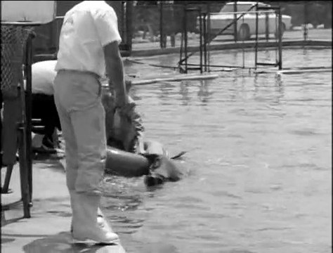 The Lucy Show: Behind The Scenes, Lucy at Marineland (Season 4)