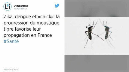 La progression du moustique tigre favorise leur propagation des maladies virales en France