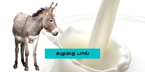 மலிவாக கிடைக்கும் கழுதைப் பாலின் மகத்துவம் தெரியுமா?