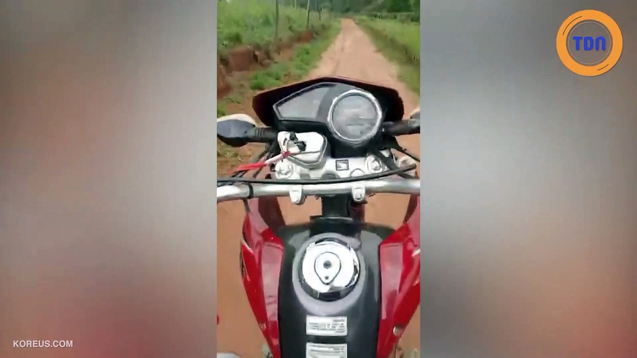 Il fait des roues arrières à moto et se fait stopper par une vache