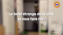 Le bond étrange de ce chat va vous fait rire