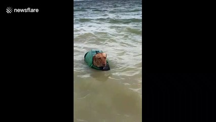 Dog dressed as mermaid spotted swimming in Texas lake