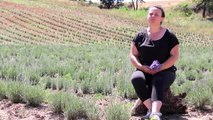 Huzuru Köyde Bulanlar - Köyüne dönen kadın mühendis lavanta yetiştiriyor (2) - KIRKLARELİ