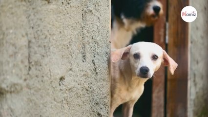 Il va dans une animalerie pour acheter un chien, le prix de l’animal lui fait un électrochoc