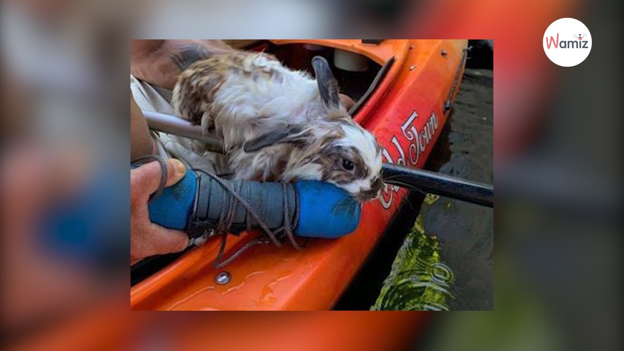 Ils font du kayak et voient une ombre dans l’eau : en s’approchant, ils découvrent l’impensable