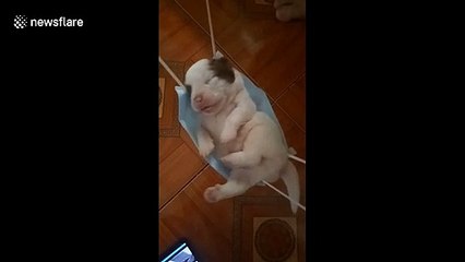 Insomniac newborn puppy falls asleep in makeshift tiny hammock