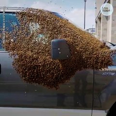 Un essaim d'abeilles est venu couvrir une partie de ce pick-up