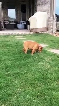 Un chien fait des roulades dans l’herbe