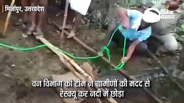 नदी से भटककर आबादी में पहुंचा विशालकाय मगरमच्छ; ग्रामीणों ने लाठी-डंडे से पाया काबू