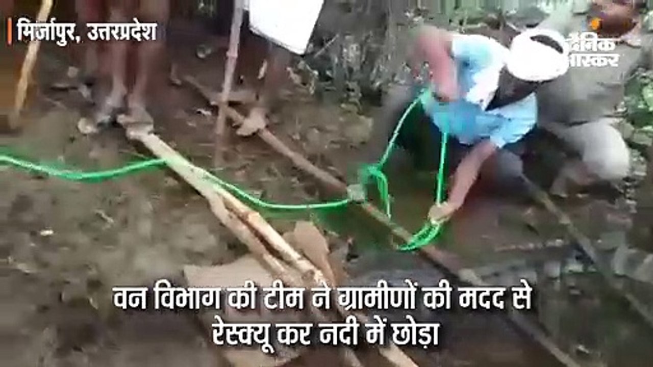 नदी से भटककर आबादी में पहुंचा विशालकाय मगरमच्छ;...