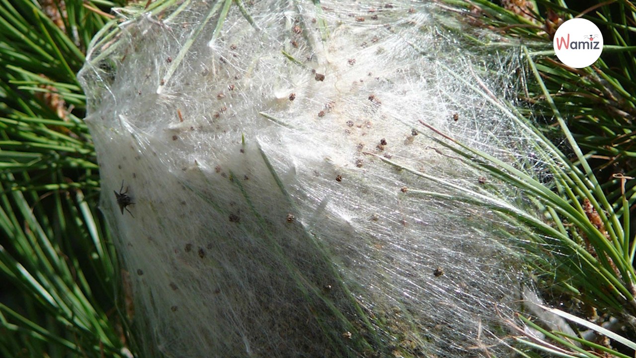 Les chenilles processionnaires et le chien : prévention, symptômes et gestes d'urgence à adopter