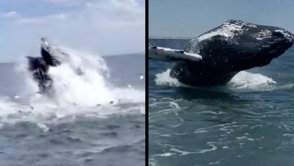 Humpback Whales Jumping For Joy