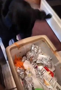 Un chien mange les épluchures d'une carotte