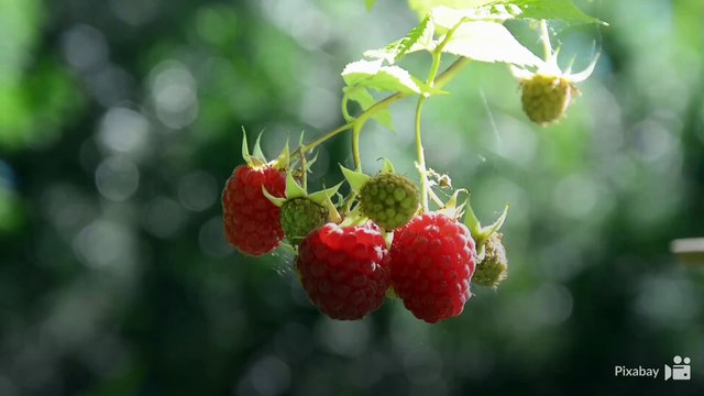 FLESZ: Owoce z krzaka groźne dla zdrowia!