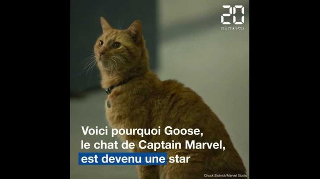 «Captain Marvel»: Les 3 raisons qui font de Goose le chat un super acteur