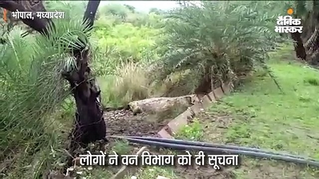 वन विहार में बाड़े से निकलकर सड़क पर आया मगरमच्छ