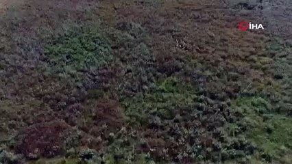 Kayıp koyunları jandarma drone ile buldu