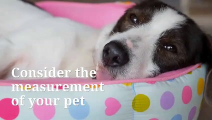 Stephanie Taunton | Ways to Select Pet Bed