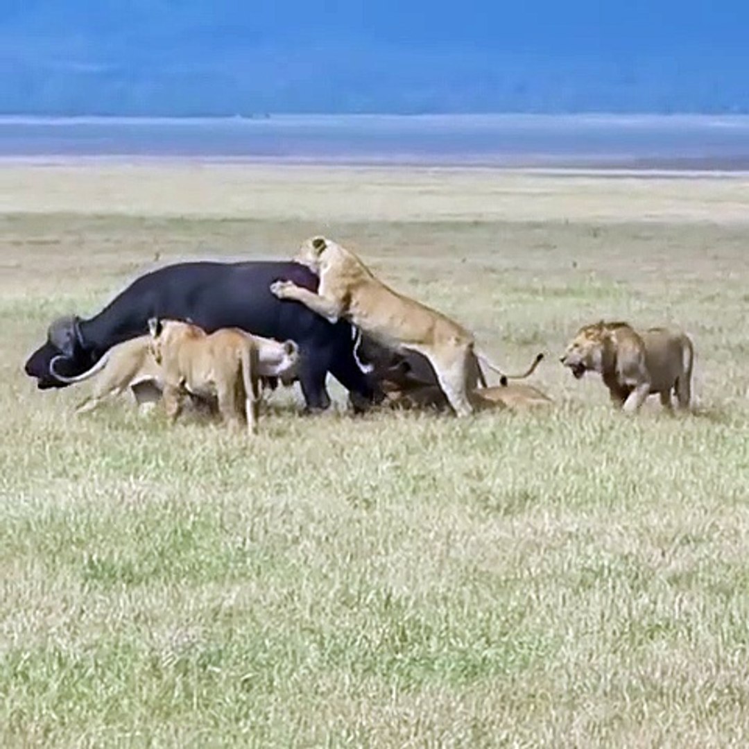 Lions attack Cape buffalo in Ngorongoro Crater, Tanzania - video Dailymotion