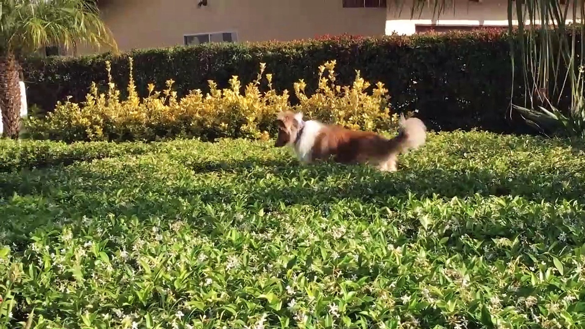 ⁣Funniest Pets & Animals of the Week | Funny Pet Videos