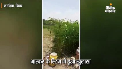 मक्के के खेत के अंदर बनती है शराब