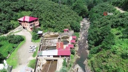 Tesise giden su kesildi; 150 bin balık telef oldu, 300 bin TL'lik zarar oluştu