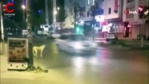 Kırmızı ışıkta bekleyen köpek kameralara yansıdı