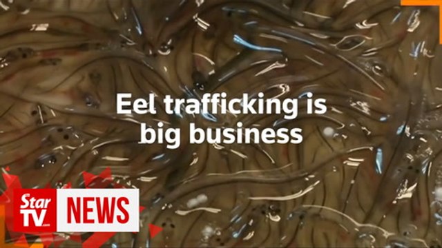 Eel trafficking fast becoming major wildlife crime