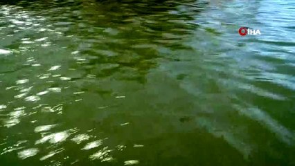 Bakan Pakdemirli açıklamıştı, 278 bin 500 pullu sazan yavrusu suyla buluştu