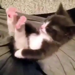 Quand un chaton joue avec ses petites pattes roses. Trop mimi !