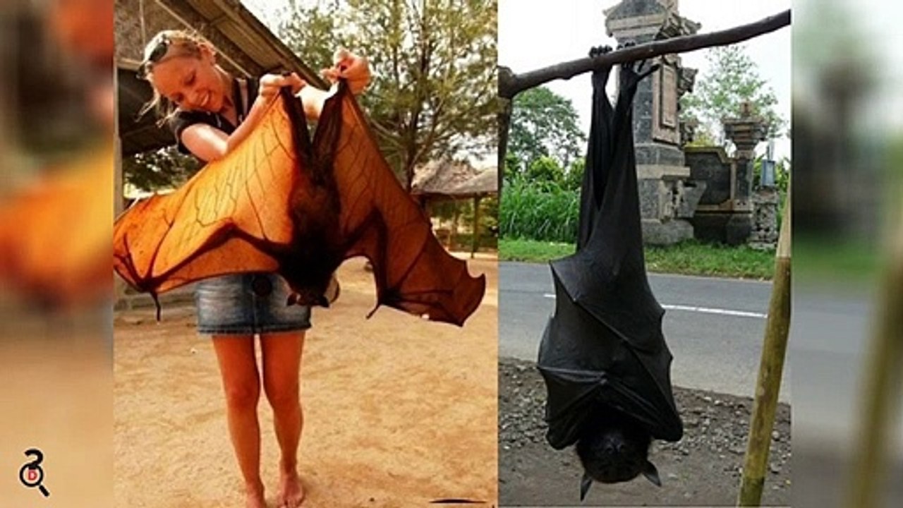 Top 10 Animale Super MARI Pentru Rasa Lor