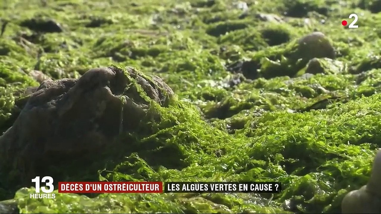 Finistère : les algues vertes à l'origine du décès d'un jeune ostréiculteur ?