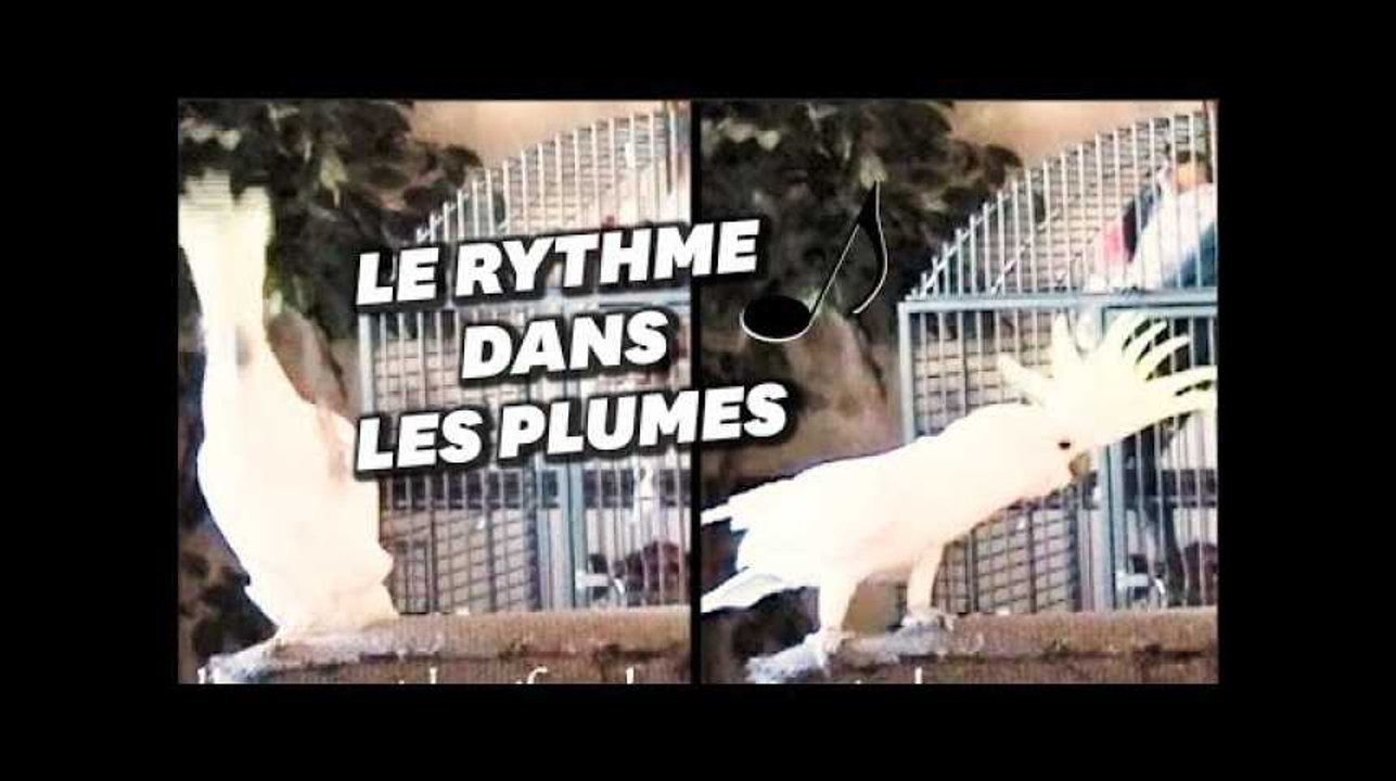 Ce cacatoès danse mieux que vous sur Queen, et ça fascine les chercheurs