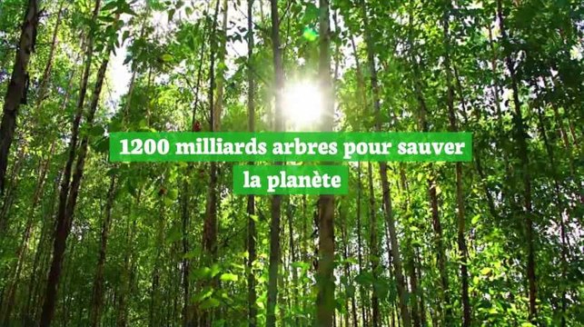 Planter 1200 milliards d'arbres pourrait sauver la planète