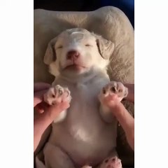 Ce chiot est un vrai chipeur de cœur. Essayez de ne pas fondre !