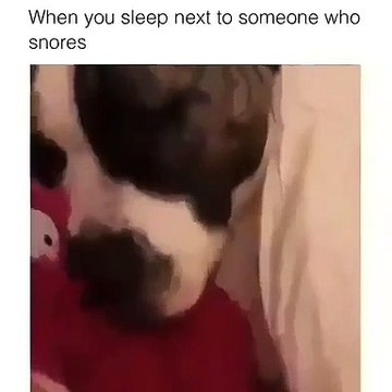 Quand un chat dort à coté d'un chien qui ronfle. Hilarant !