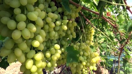 Turfanda Üzüm Satış Fiyatları Pazarlıkları Başladı