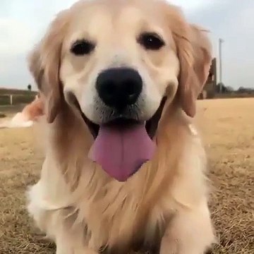 Voici à quoi ressemble un Golden Retriever heureux. Trop mimi !