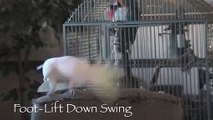 Youtube Star Snowball The Dancing Cockatoo Can Move Like Humans