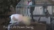 Youtube Star Snowball The Dancing Cockatoo Can Move Like Humans