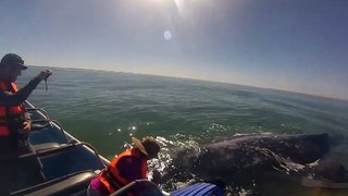 LA BALLENA LE GUSTAN LAS CARICIAS - Friendly whale blows off some steam!
