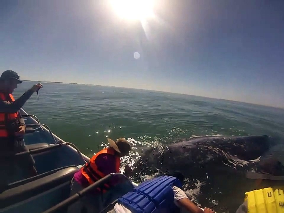 LA BALLENA LE GUSTAN LAS CARICIAS - Friendly whale blows off some steam!