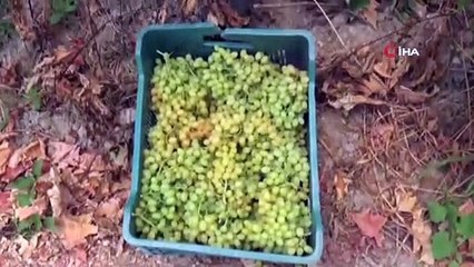 Turfanda üzüm satış fiyatları pazarlıkları başladı