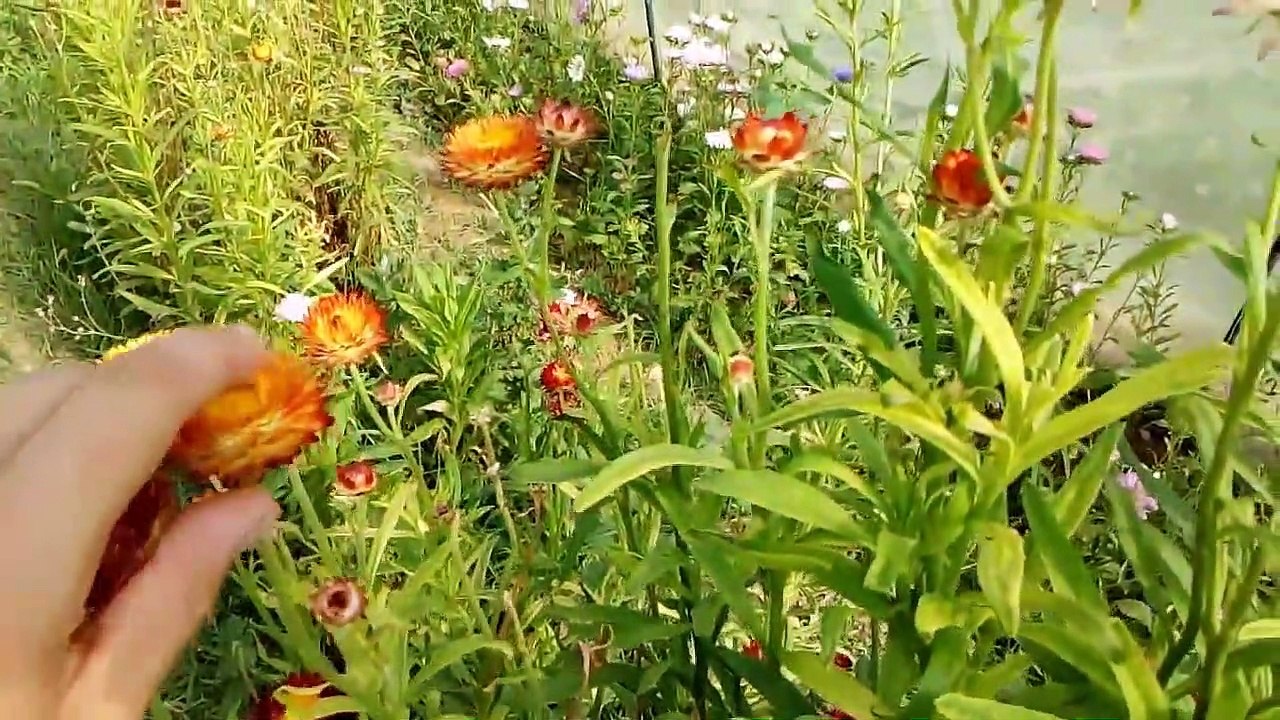 Strawflower how to use and Description