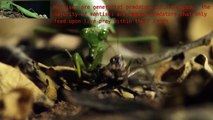 Praying Mantis incredible insect with supernatural powers