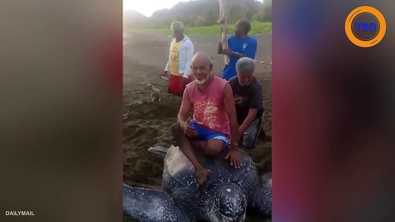 Ils montent sur le dos d'une tortue qui tente de fuir